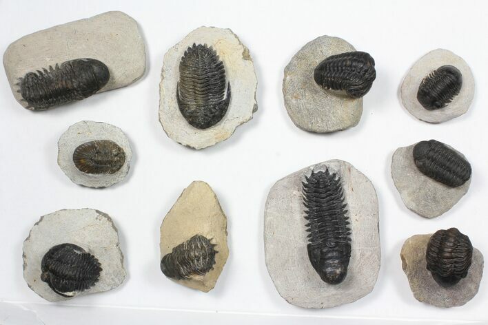 Lot: Assorted Devonian Trilobites - Pieces #84731